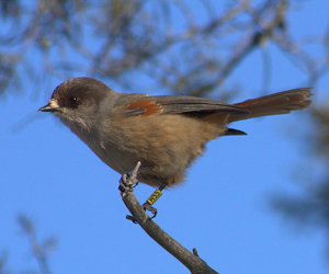 Хөвчийн дуудууш